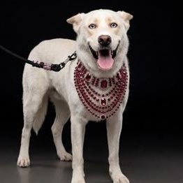 Beauty, ADOPTABLE, Adult Female Siberian Husky.