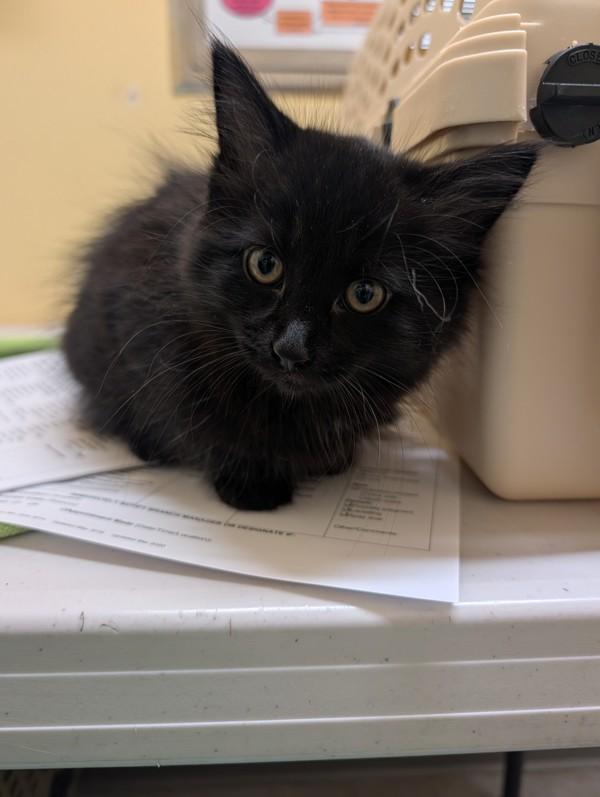 Calliope, Adoptable, Kitten Female Domestic Long Hair.