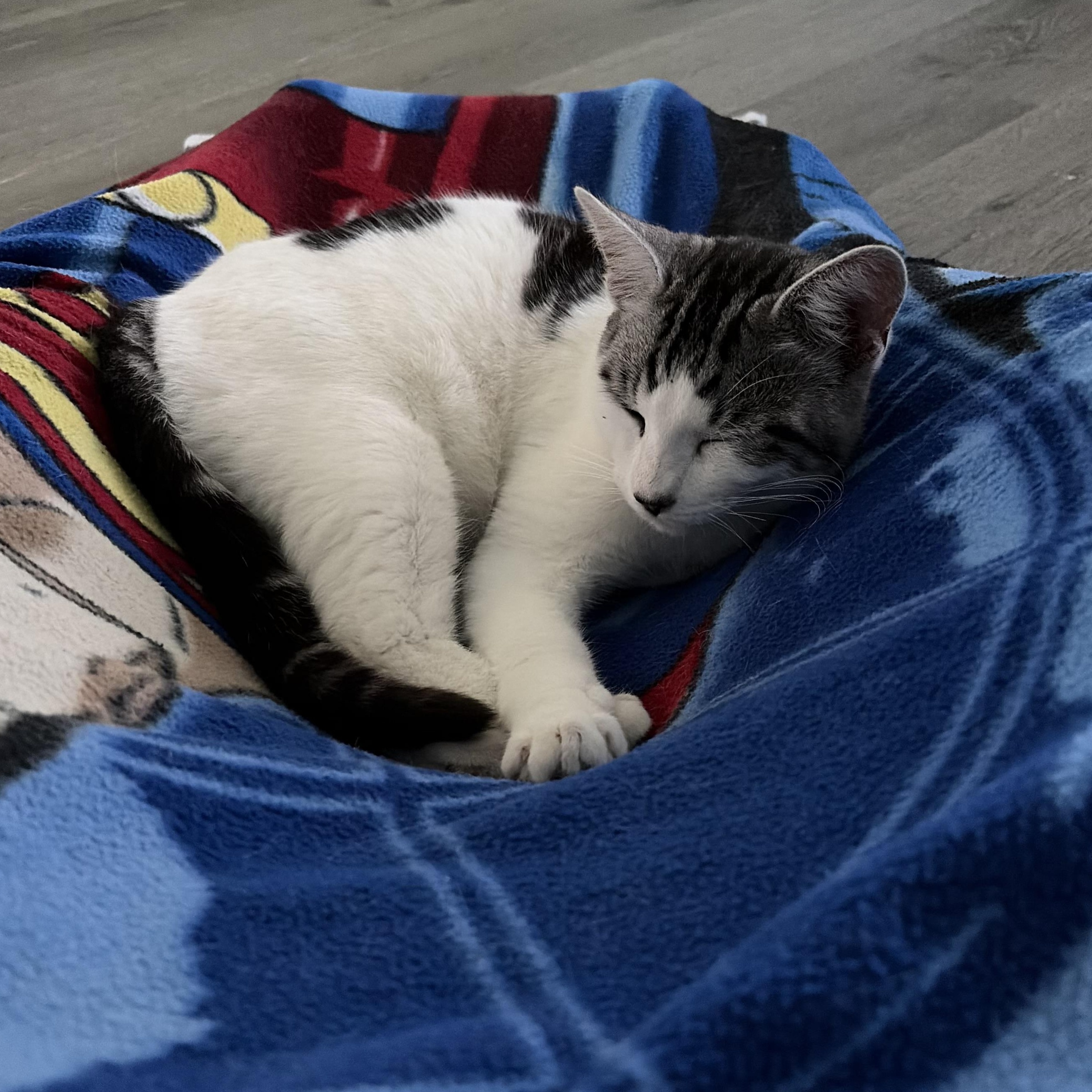 Enlarge Pluto, a ADOPTABLE Domestic Short Hair in Hollister, CA image 1/2