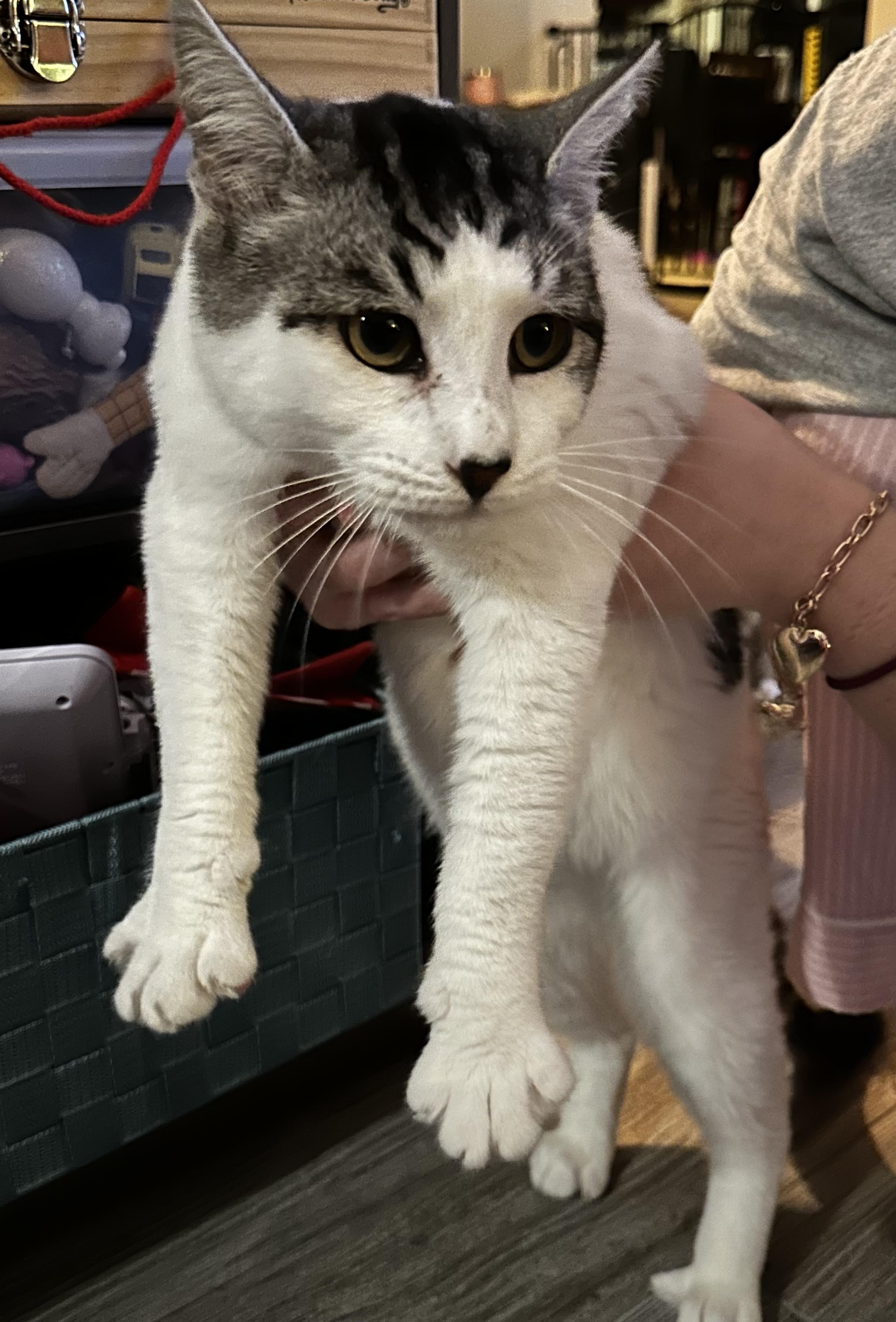 Enlarge Pluto, a ADOPTABLE Domestic Short Hair in Hollister, CA image 2/2