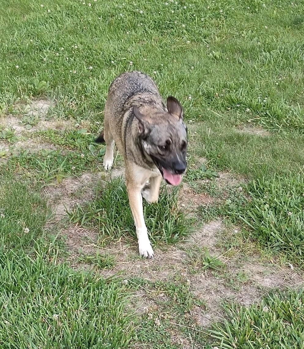 Adele, an adopted mixed breed in Clay City, KY image 4/4