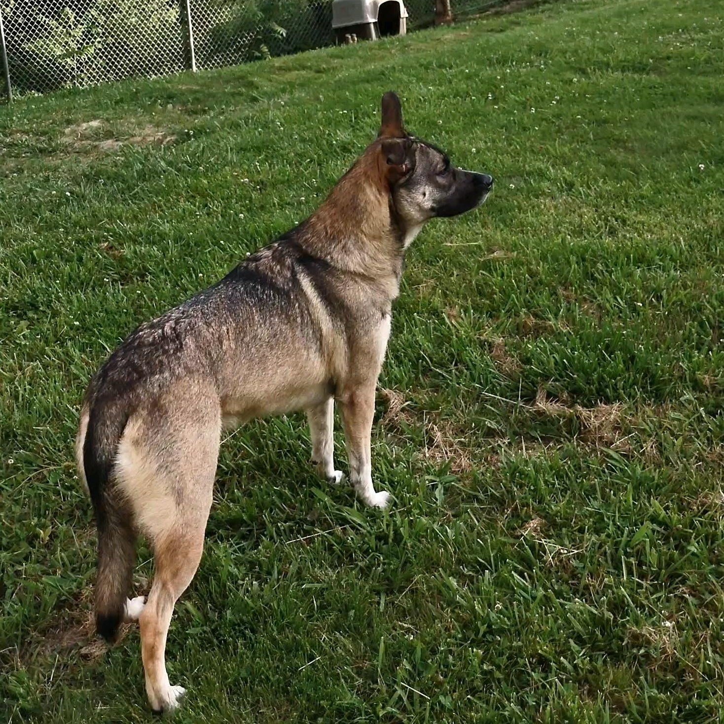 Adele, adopted, Adult Female Norwegian Elkhound.