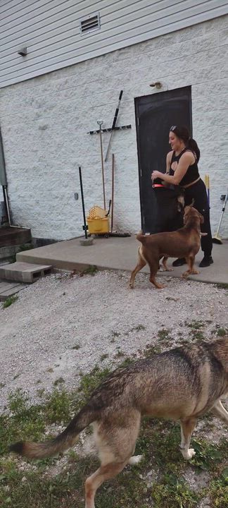 Enlarge Adele, an adopted mixed breed in Clay City, KY video 3/4