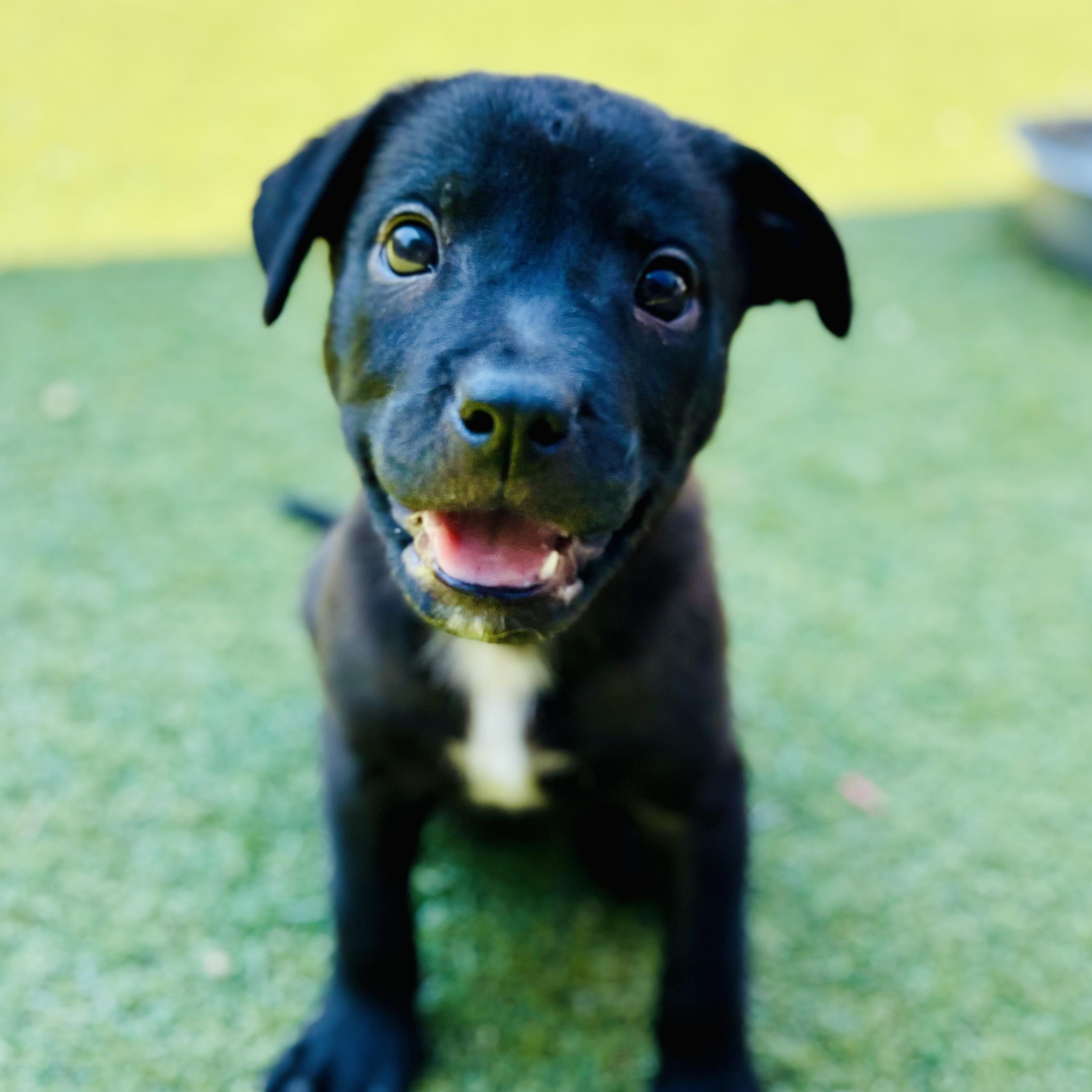 Louise Black Labrador Retriever Dog