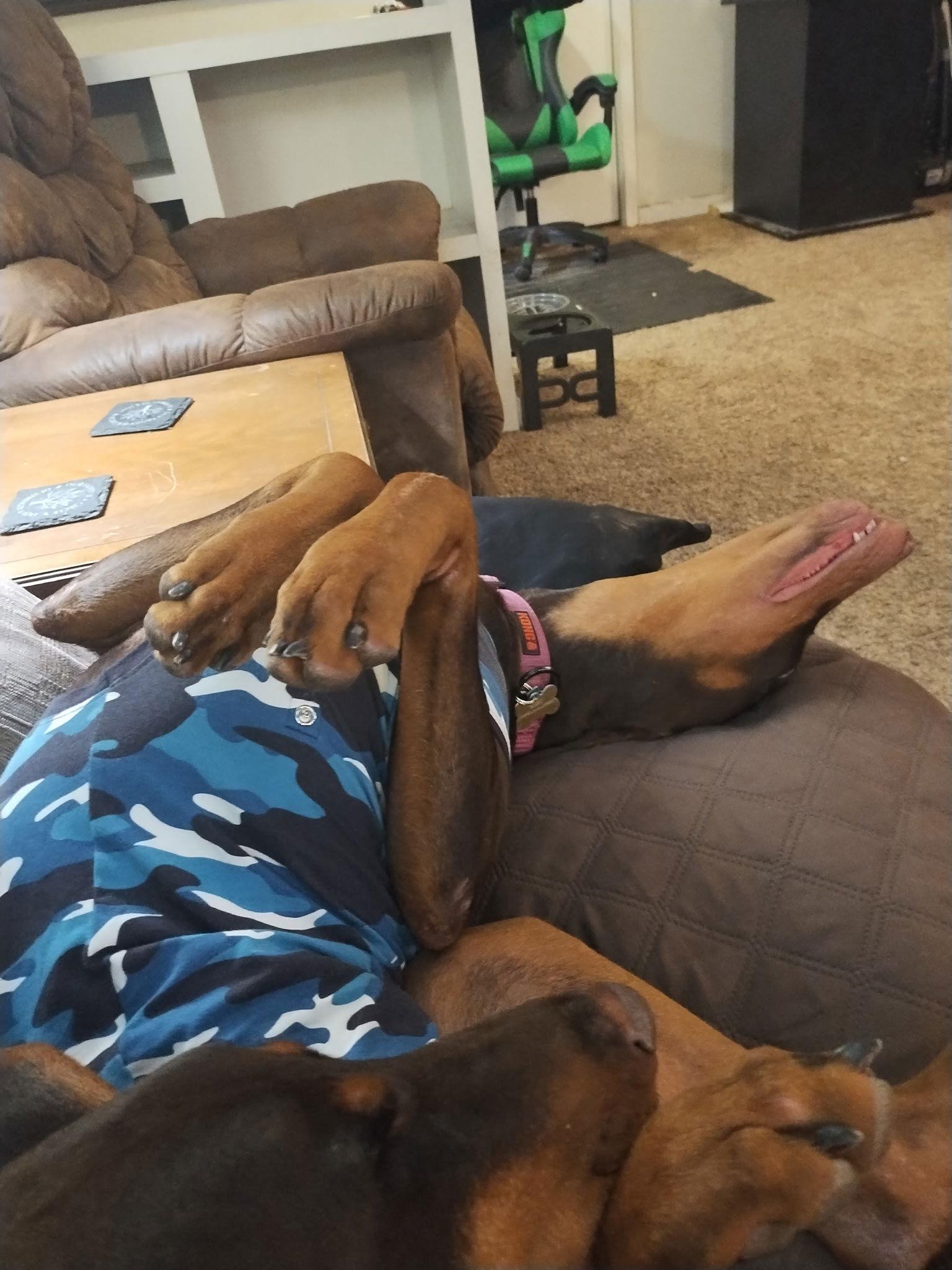 Heidi, Adoptable, Young Female Doberman Pinscher.