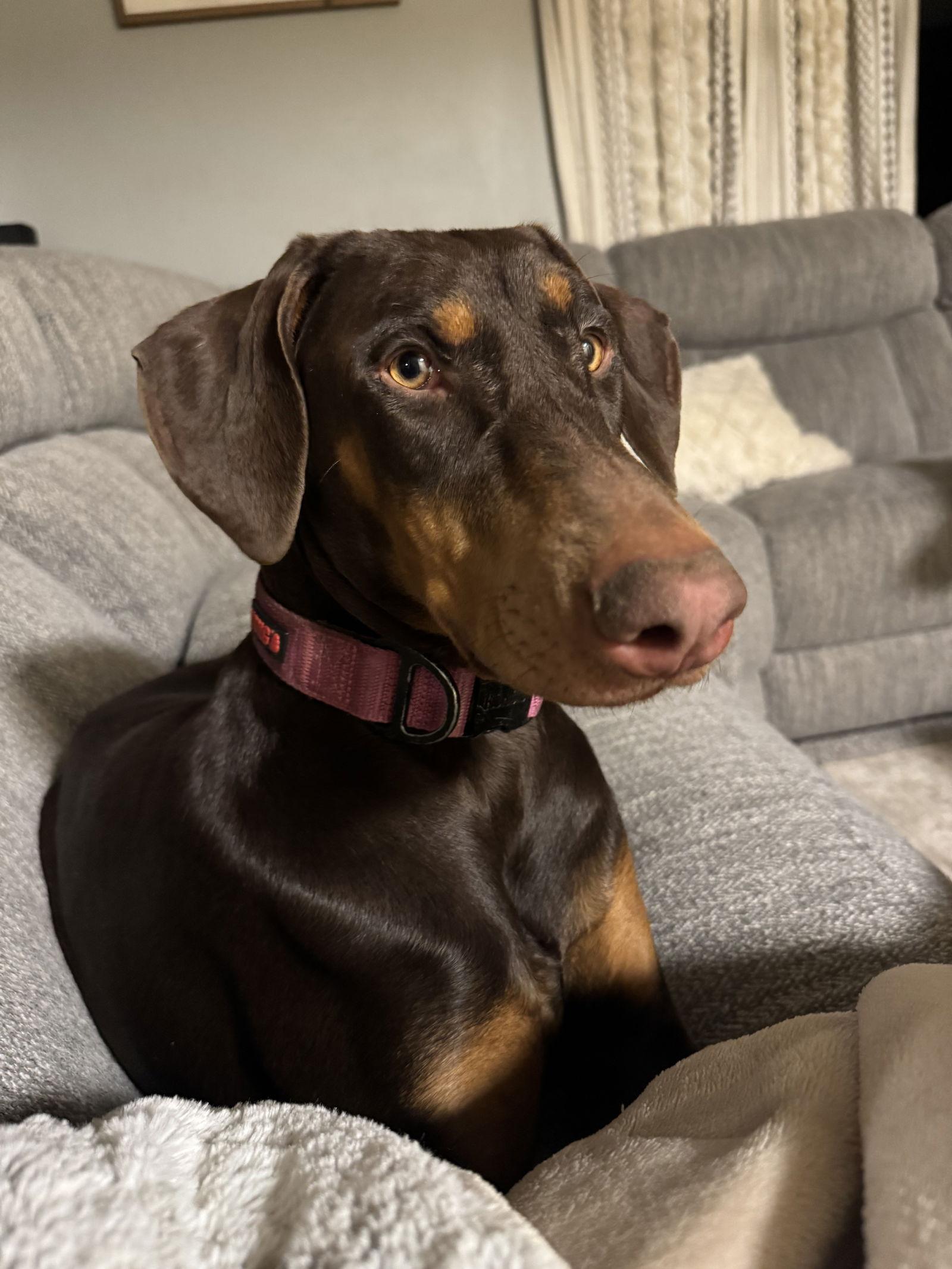 Enlarge Heidi, a Adoptable Doberman Pinscher in Minneapolis, MN image 1/3