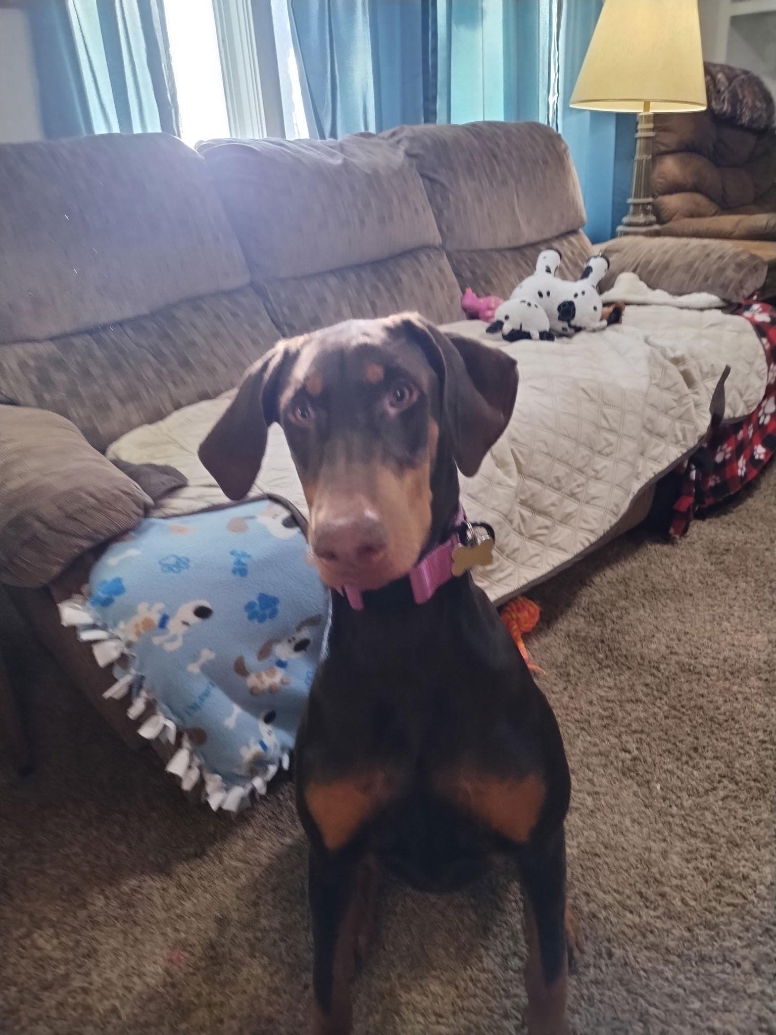 Enlarge Heidi, a Adoptable Doberman Pinscher in Minneapolis, MN image 2/3