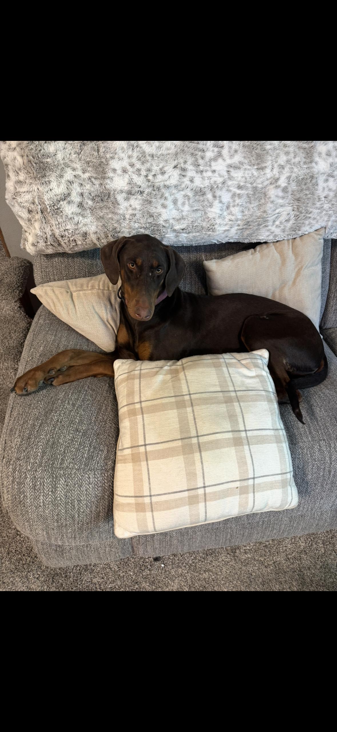 Enlarge Heidi, a Adoptable Doberman Pinscher in Minneapolis, MN image 2/3