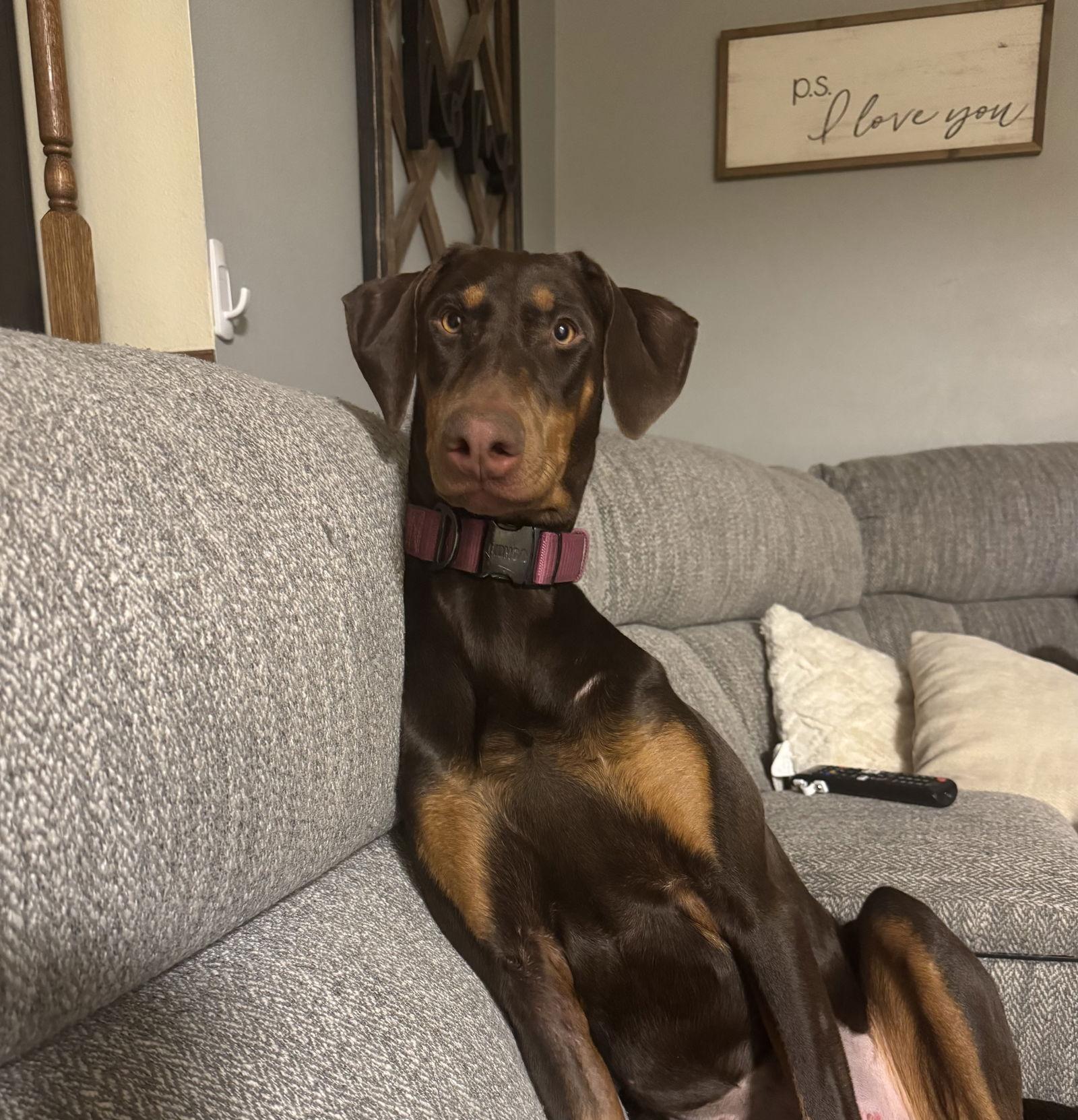 Enlarge Heidi, a Adoptable Doberman Pinscher in Minneapolis, MN image 3/3