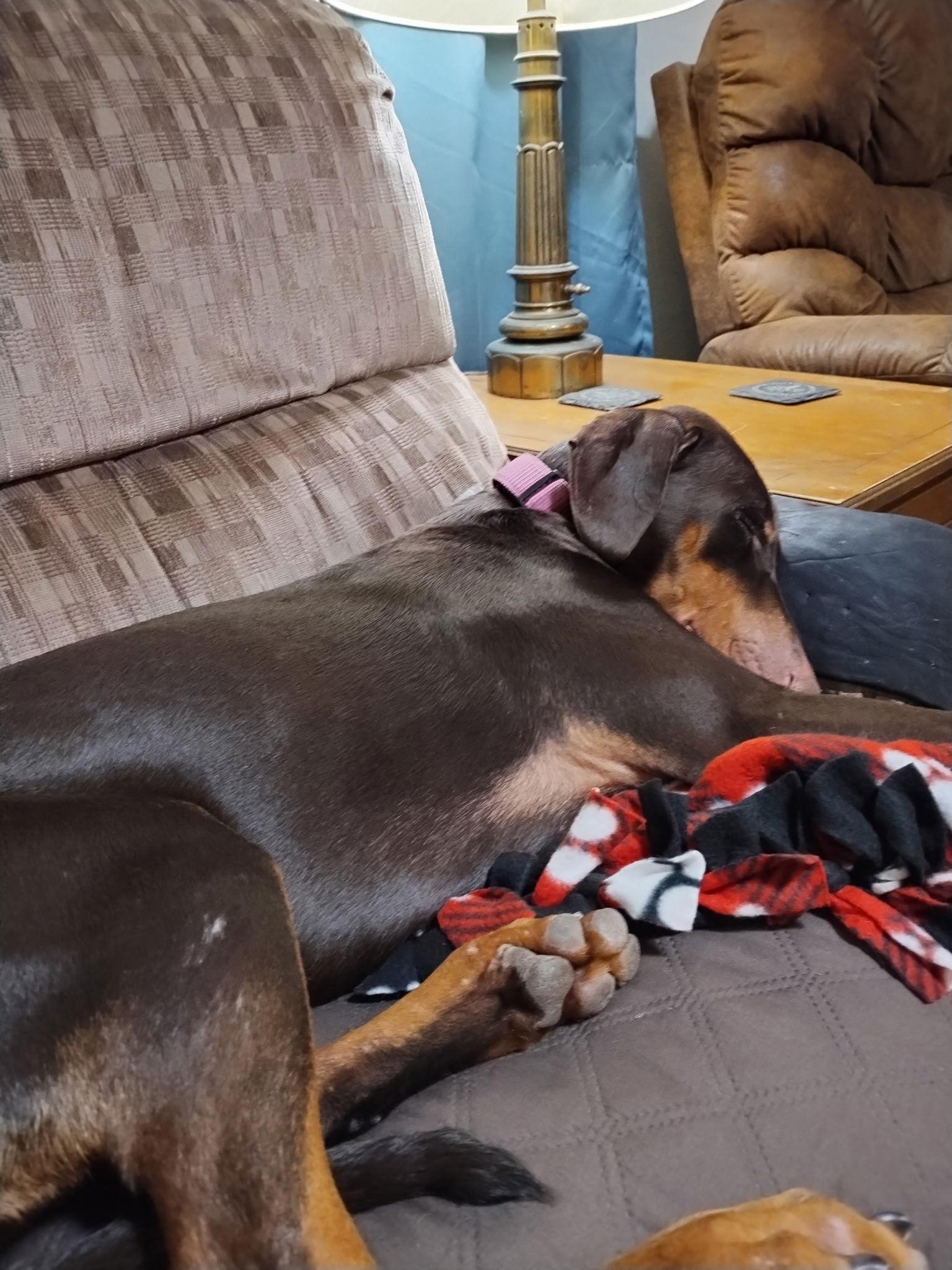 Enlarge Heidi, a Adoptable Doberman Pinscher in Minneapolis, MN image 3/3