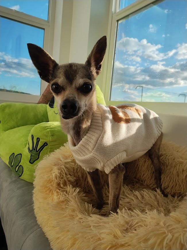Jack, adopted, Senior Male Chihuahua.