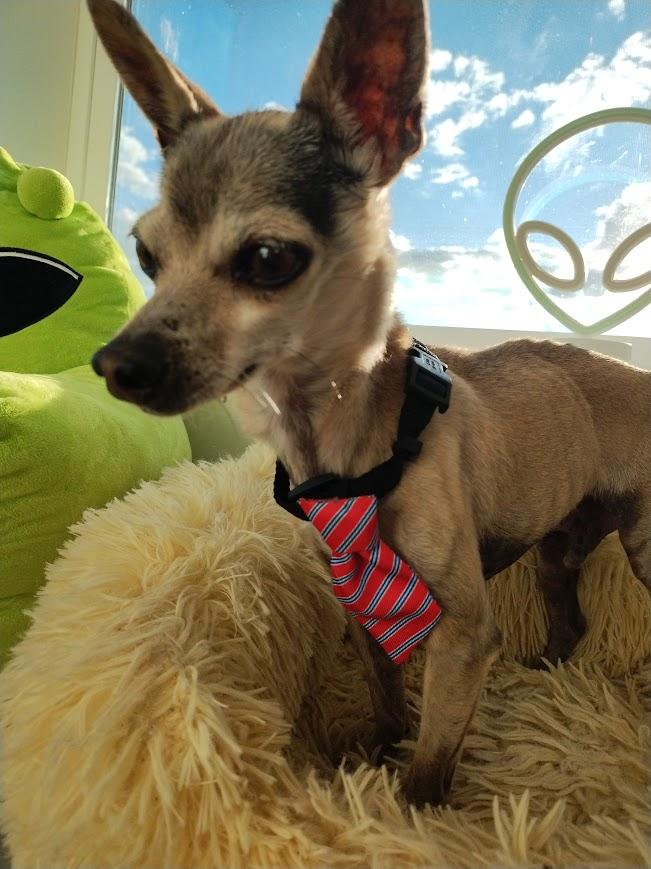 Jack, an adopted Chihuahua in Rio Rico, AZ image 2/2