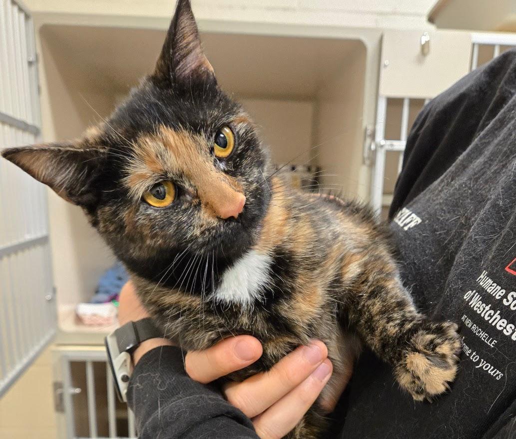 Enlarge Sachet, a Adoptable Tortoiseshell in New Rochelle, NY image 1/4
