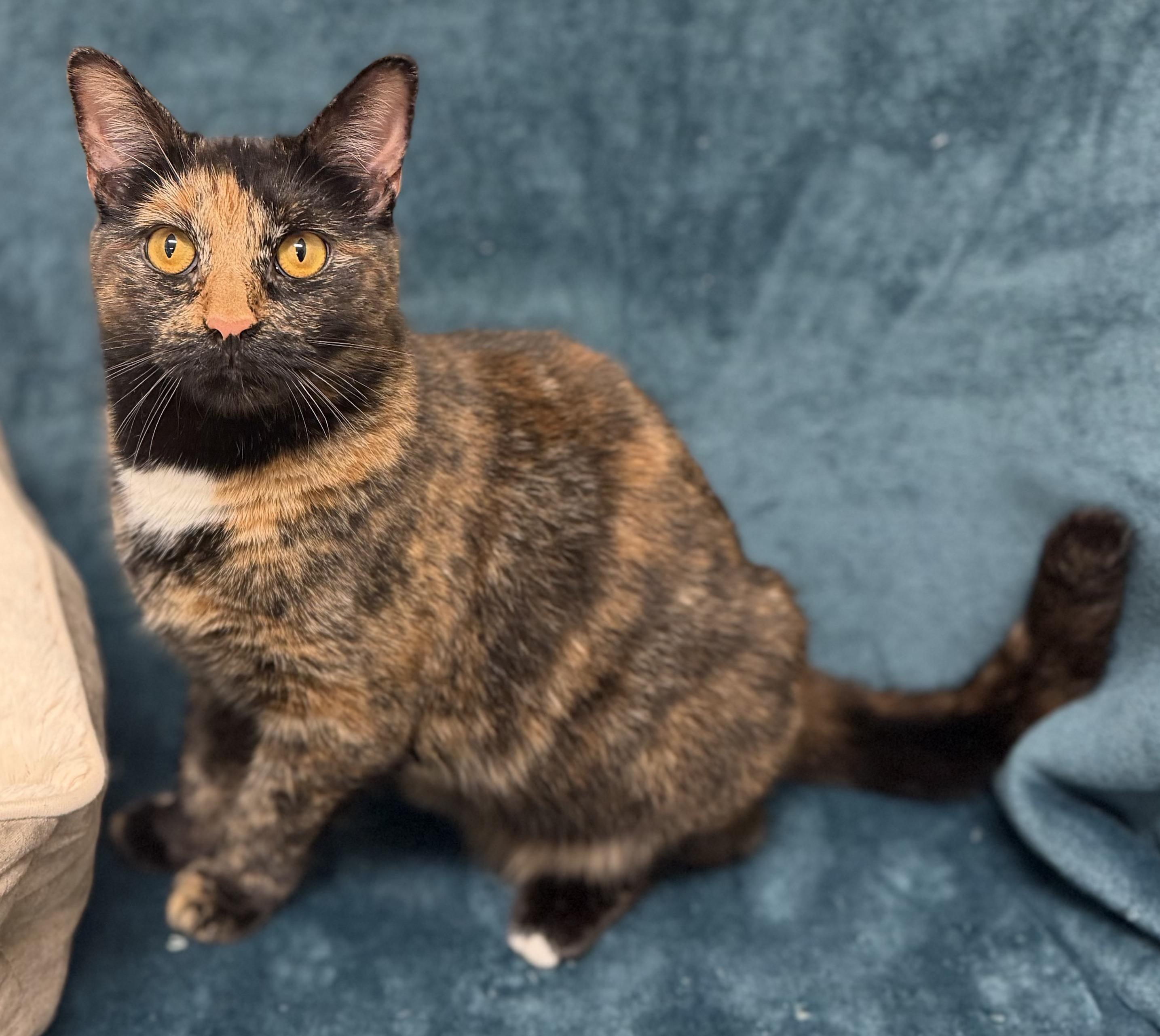 Sachet, Adoptable, Young Female Tortoiseshell.