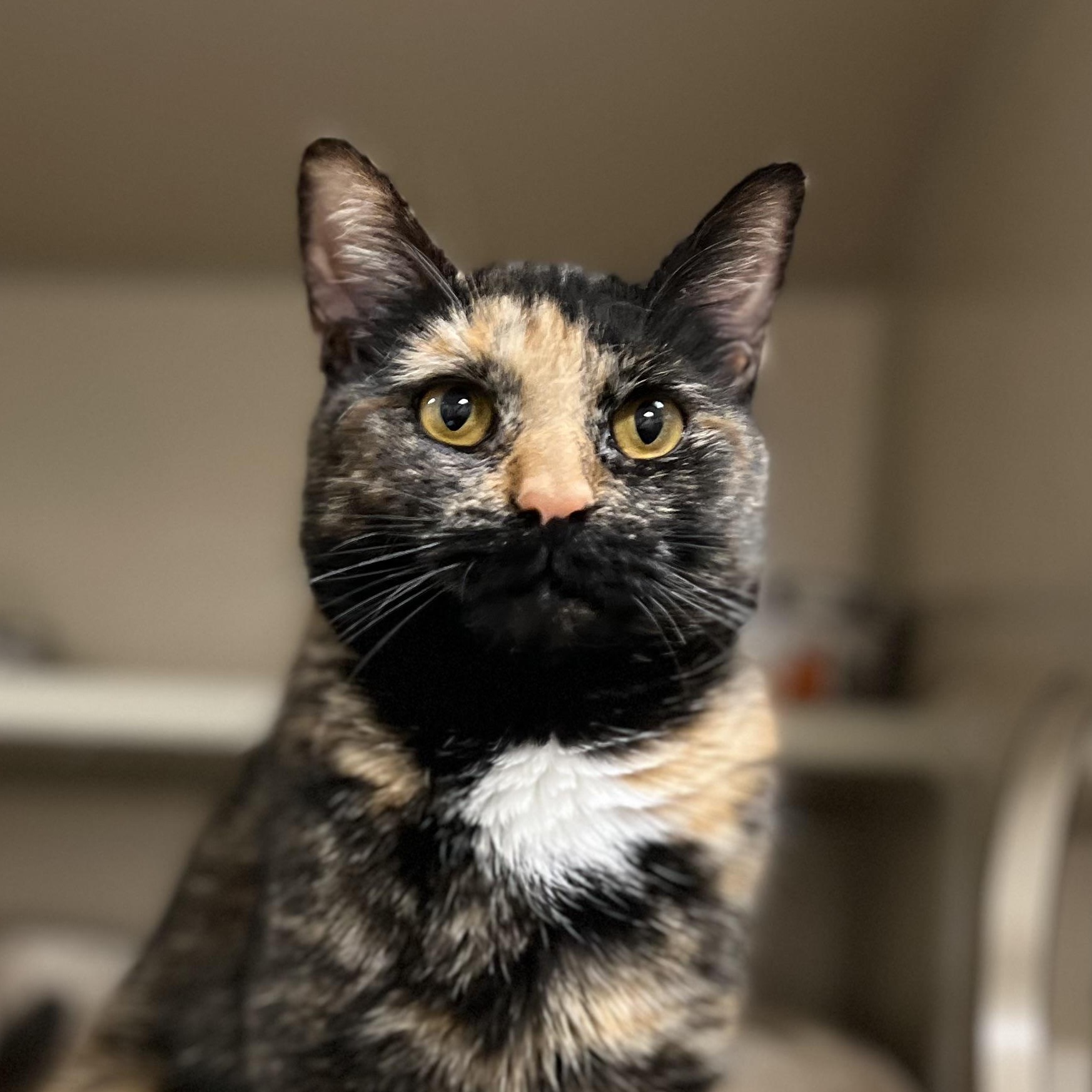 Enlarge Sachet, a Adoptable Tortoiseshell in New Rochelle, NY image 3/4