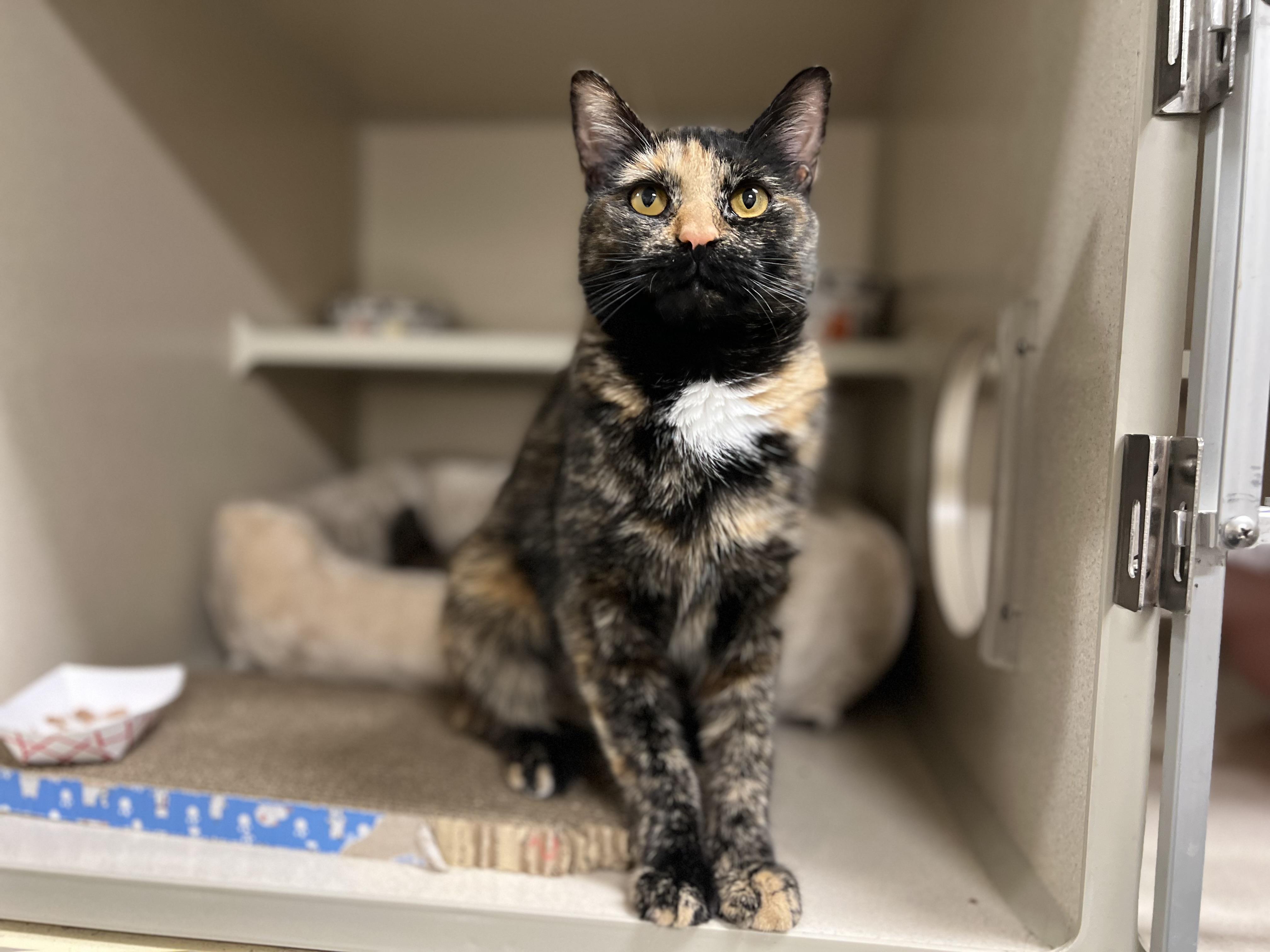 Enlarge Sachet, a Adoptable Tortoiseshell in New Rochelle, NY image 4/4