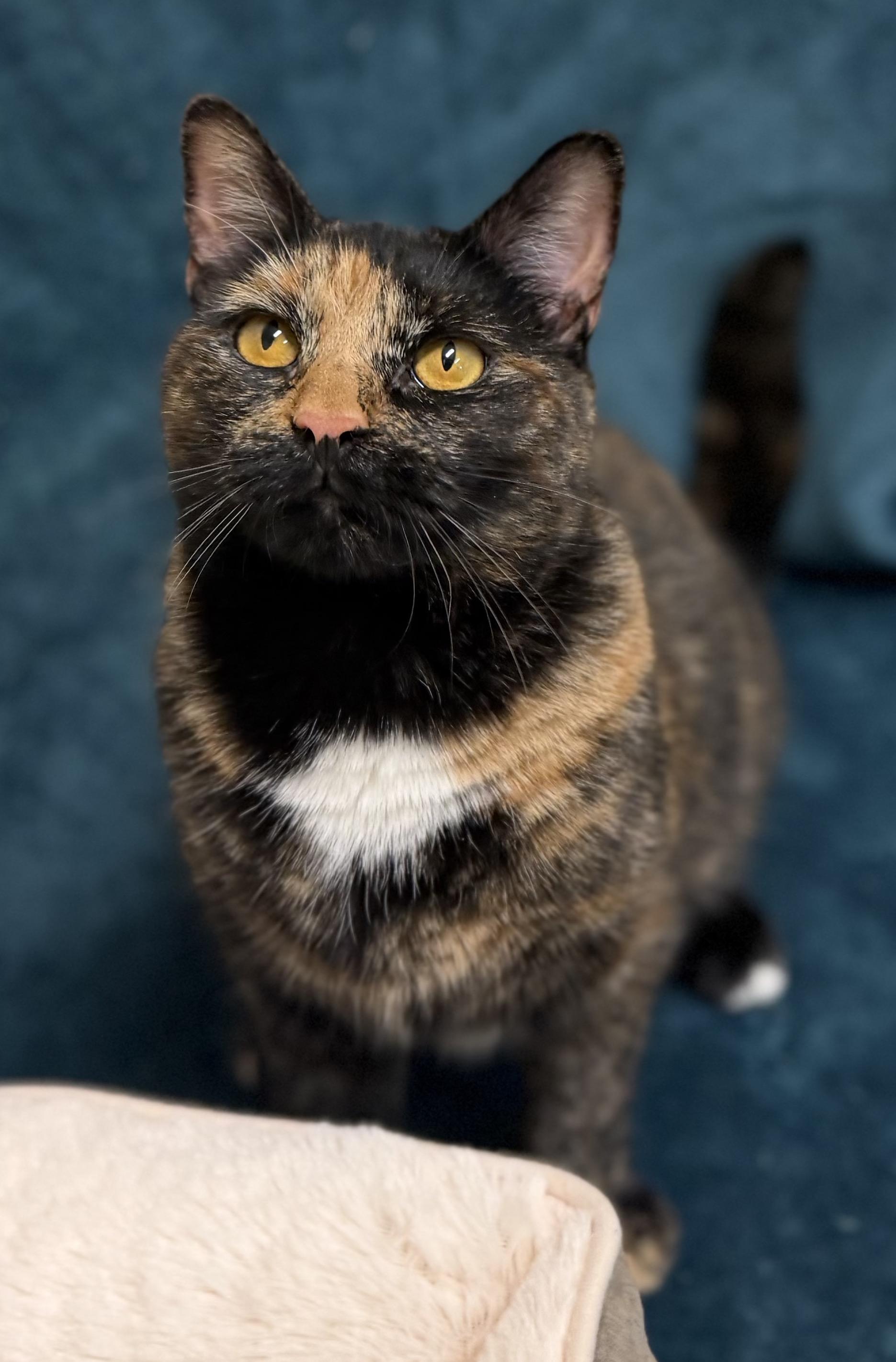 Sachet, a Adoptable Tortoiseshell in New Rochelle, NY image 3/5