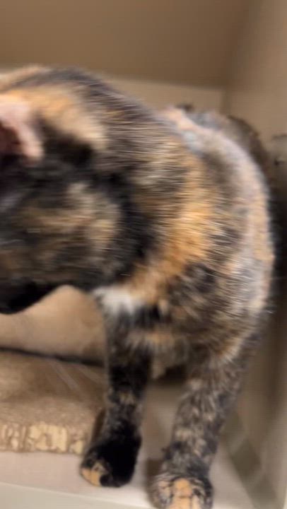 Enlarge Sachet, a Adoptable Tortoiseshell in New Rochelle, NY video 2/4
