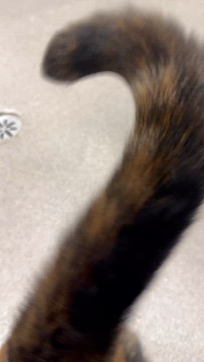 Enlarge Sachet, a Adoptable Tortoiseshell in New Rochelle, NY video 2/5