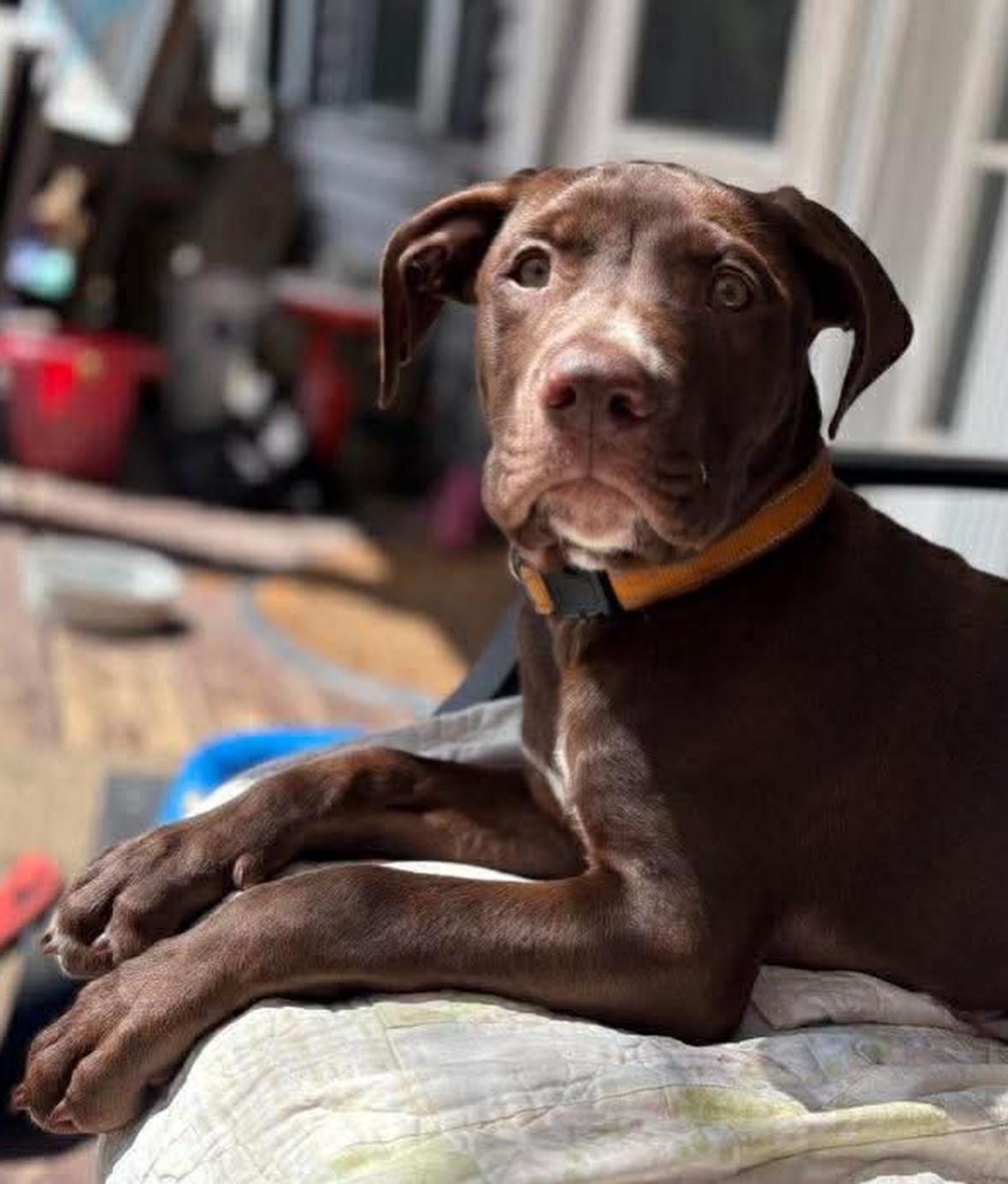 Mickey, an adopted mixed breed in Salem, NH image 5/5