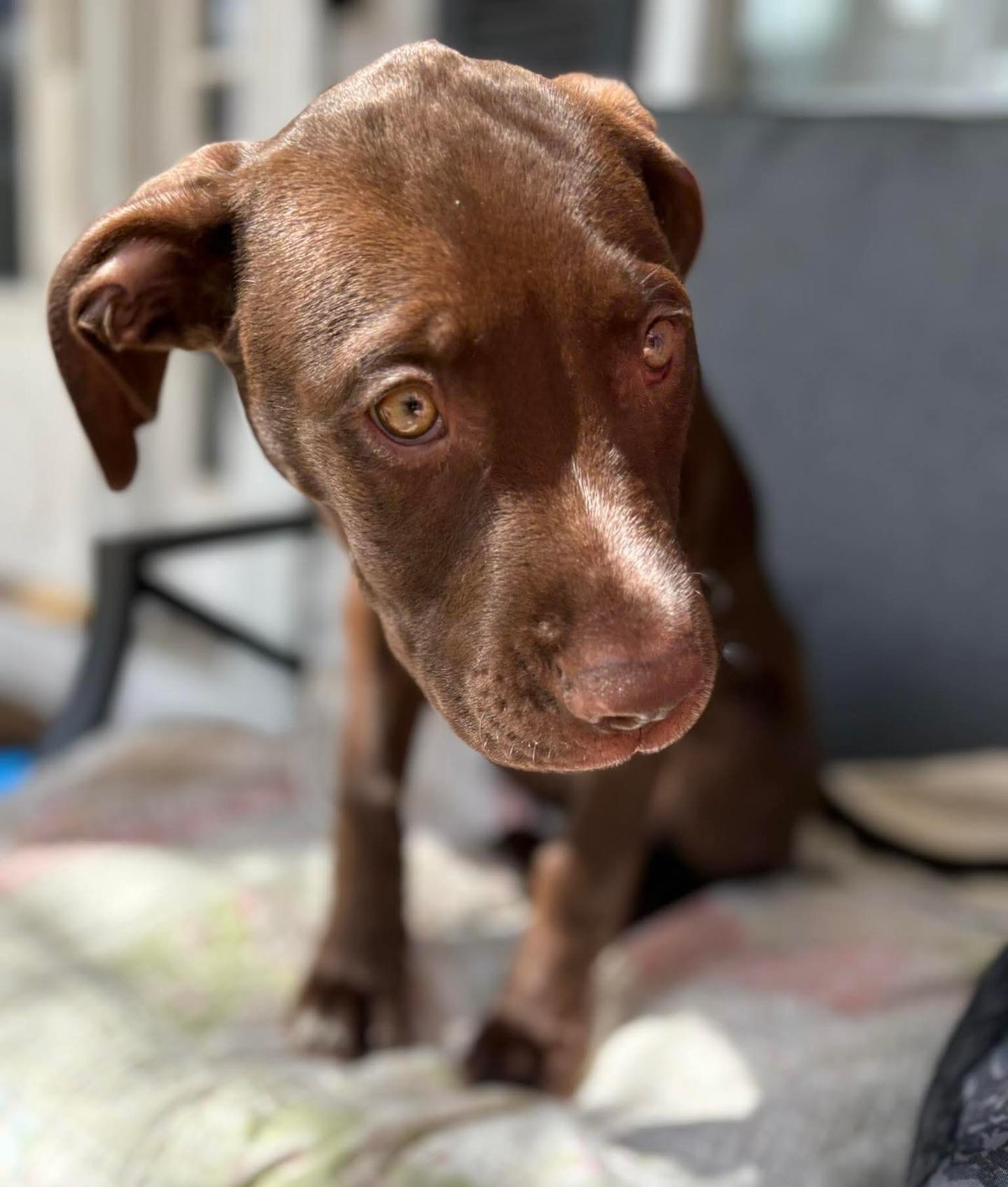 Mickey, an adopted mixed breed in Salem, NH image 3/5
