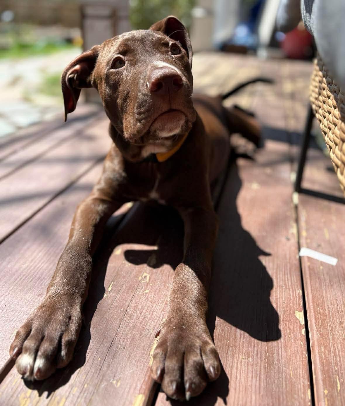 Mickey, adopted, Puppy Male American Staffordshire Terrier & Chocolate Labrador Retriever.