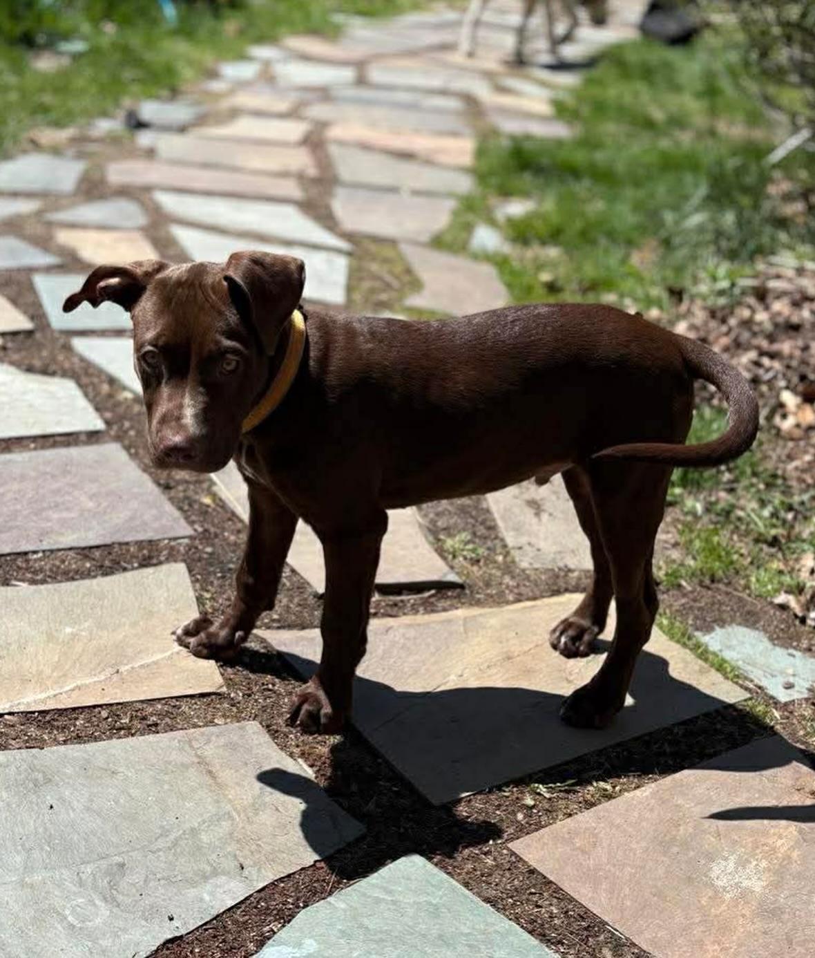 Mickey, an adopted mixed breed in Salem, NH image 2/5