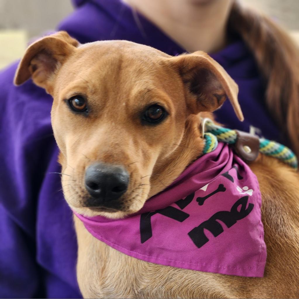 Enlarge Joplin BW, an adopted mixed breed in Austin, TX image 3/3