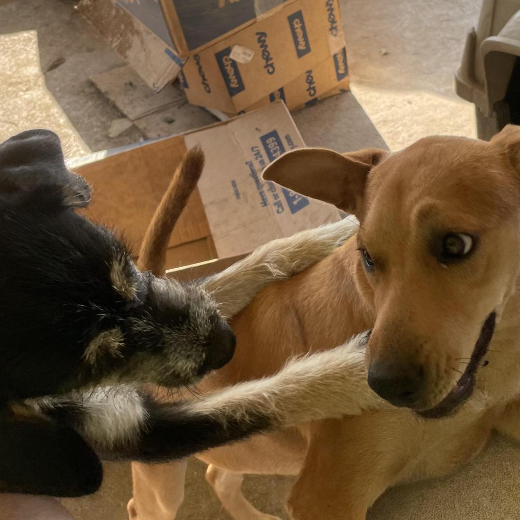 Enlarge Joplin BW, an adopted mixed breed in Austin, TX image 2/3