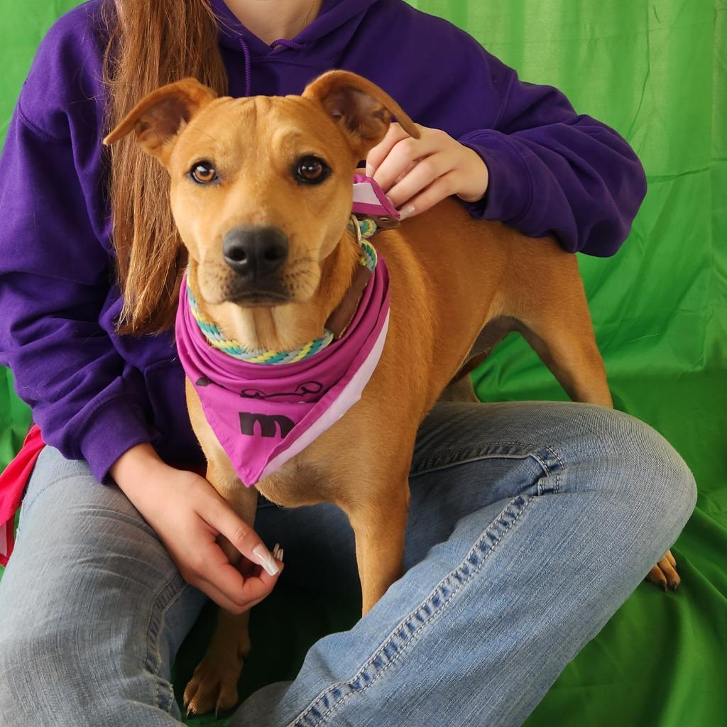 Enlarge Joplin BW, an adopted mixed breed in Austin, TX image 1/3