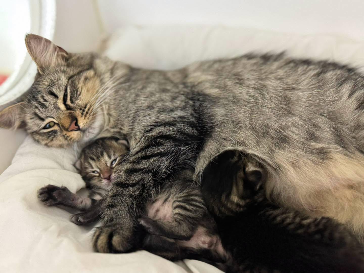Enlarge Scampi, a ADOPTABLE Domestic Medium Hair in Bloomfield, NJ image 3/4