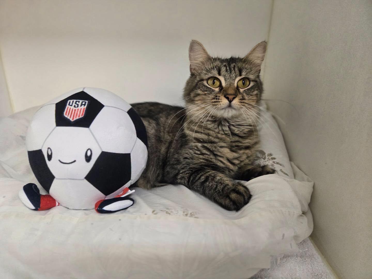 Enlarge Scampi, a ADOPTABLE Domestic Medium Hair in Bloomfield, NJ image 2/4