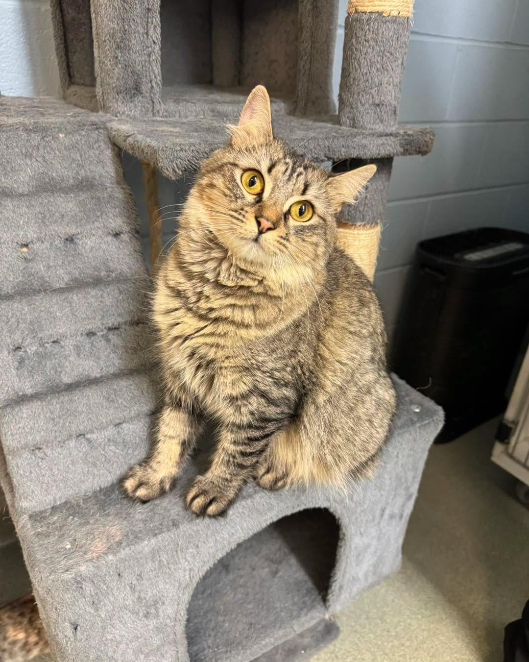 Scampi, ADOPTABLE, Adult Female Domestic Medium Hair.