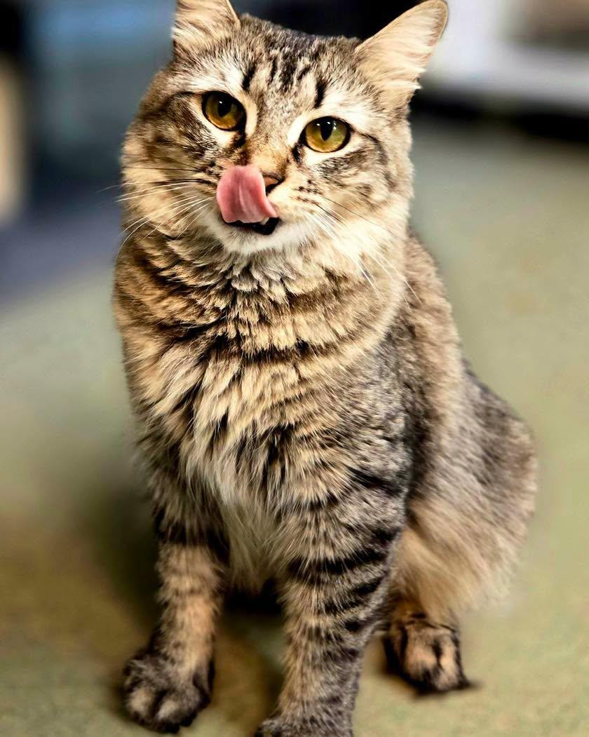 Scampi, Adoptable, Adult Female Domestic Medium Hair.