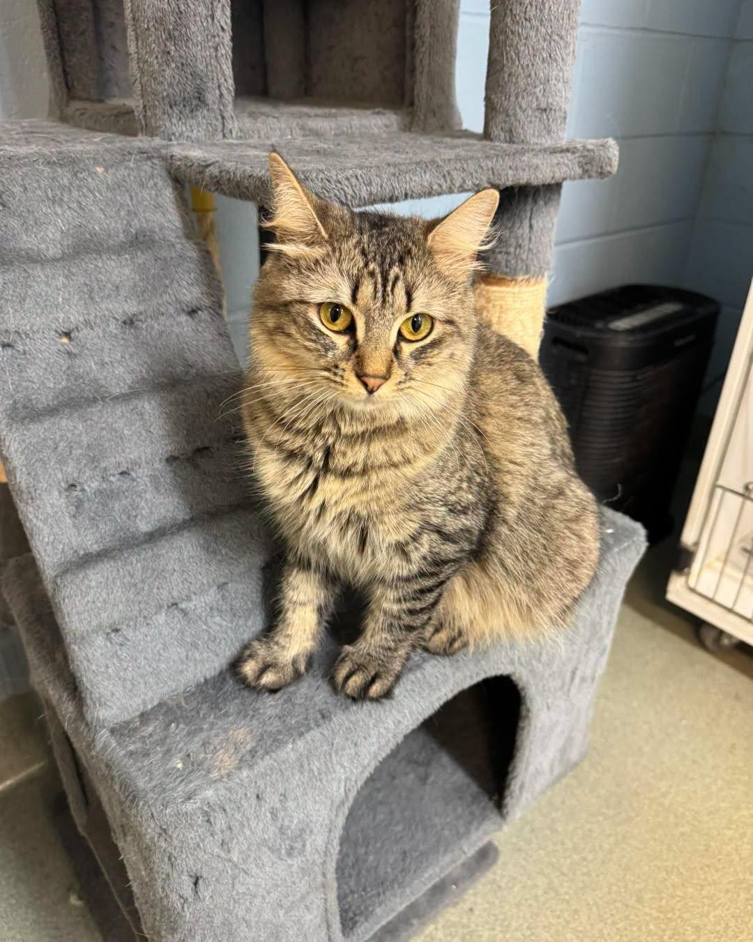Scampi, a ADOPTABLE Domestic Medium Hair in Bloomfield, NJ image 2/6