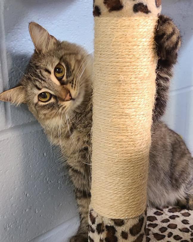 Enlarge Scampi, a Adoptable Domestic Medium Hair in Bloomfield, NJ image 4/6