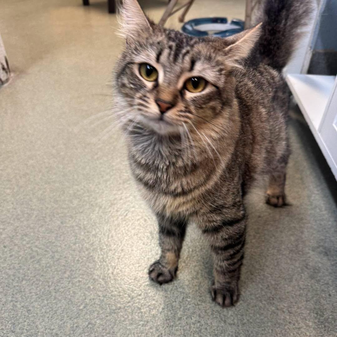 Enlarge Scampi, a ADOPTABLE Domestic Medium Hair in Bloomfield, NJ image 2/5