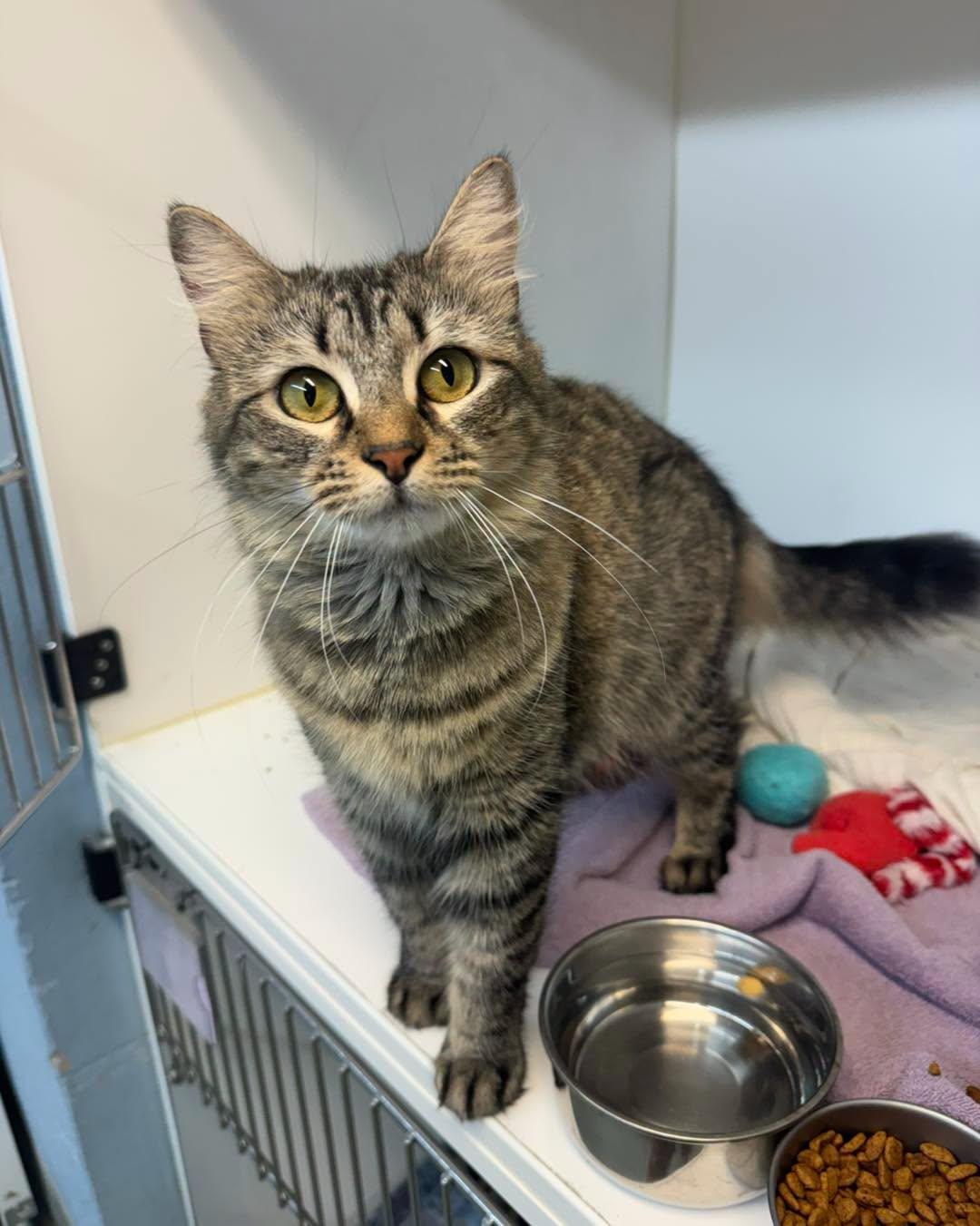 Scampi, ADOPTABLE, Adult Female Domestic Medium Hair.