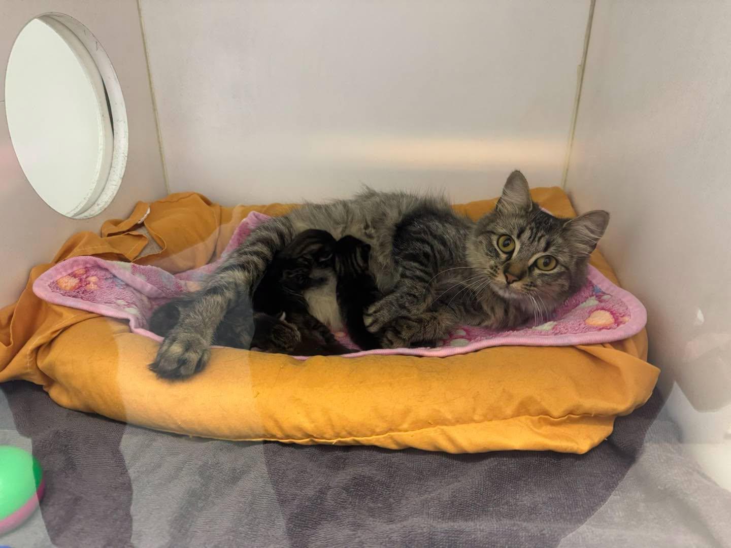 Scampi, ADOPTABLE, Adult Female Domestic Medium Hair.