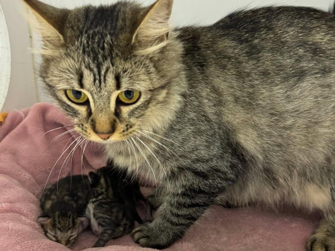 Enlarge Scampi, a ADOPTABLE Domestic Medium Hair in Bloomfield, NJ image 4/4