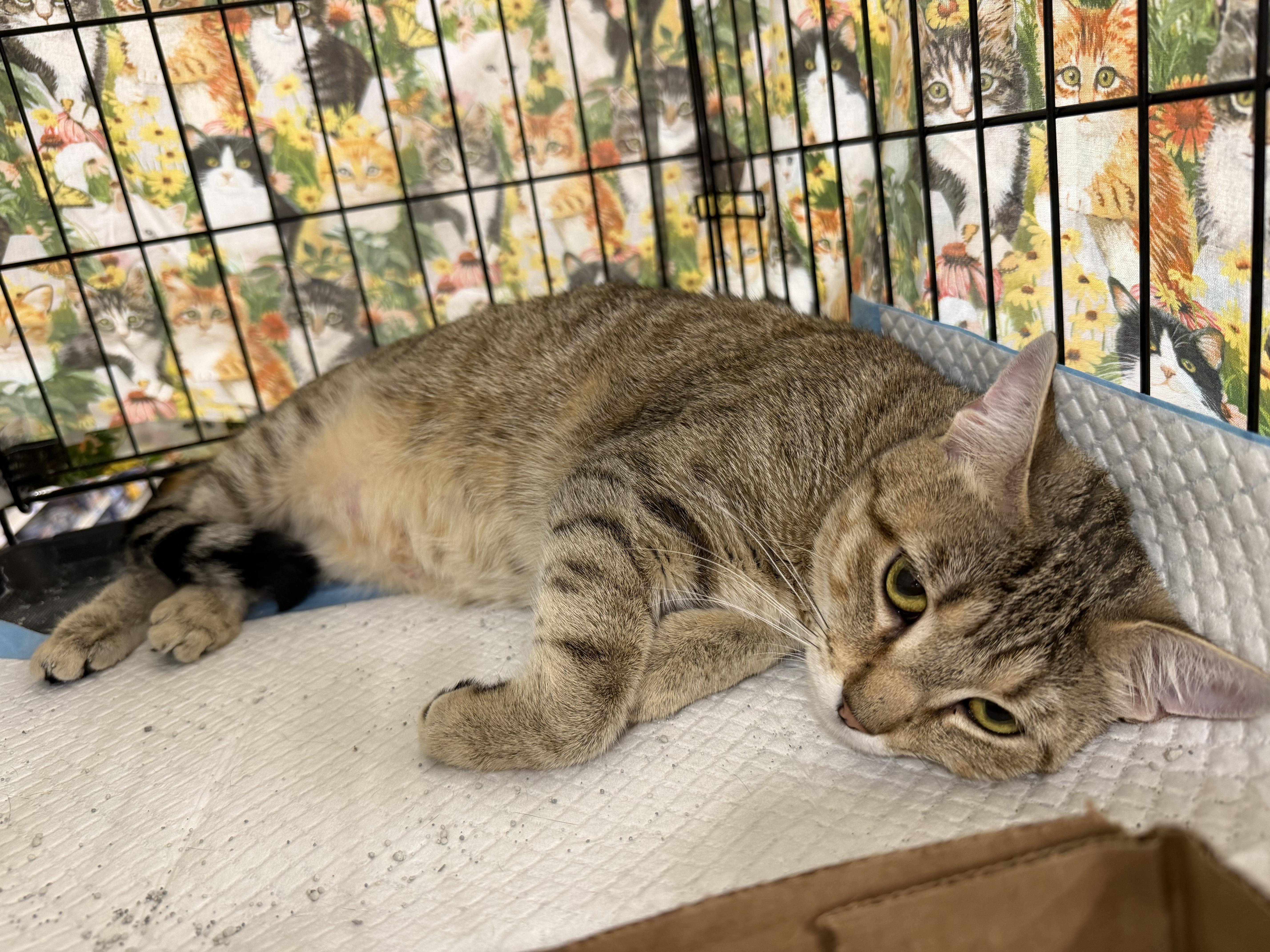 Kira, an adoptable Torbie in Bridgeton, NC image 4/4