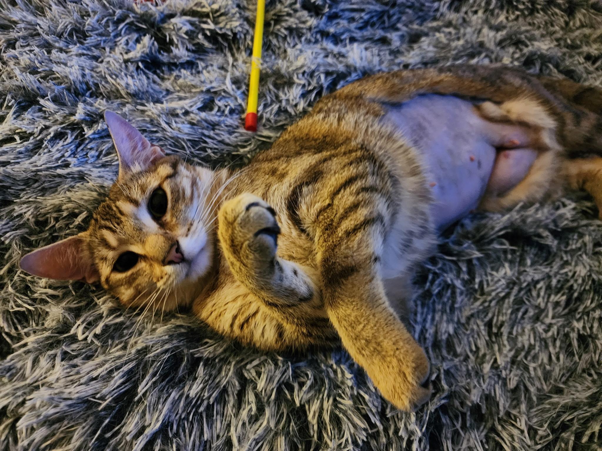 Enlarge Kira, an adoptable Torbie in Bridgeton, NC image 3/3