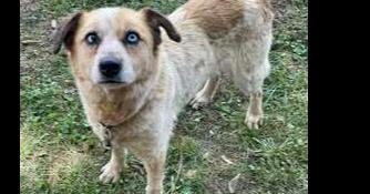 Enlarge Rosie, a Adoptable mixed breed in Owenton, KY image 1/1
