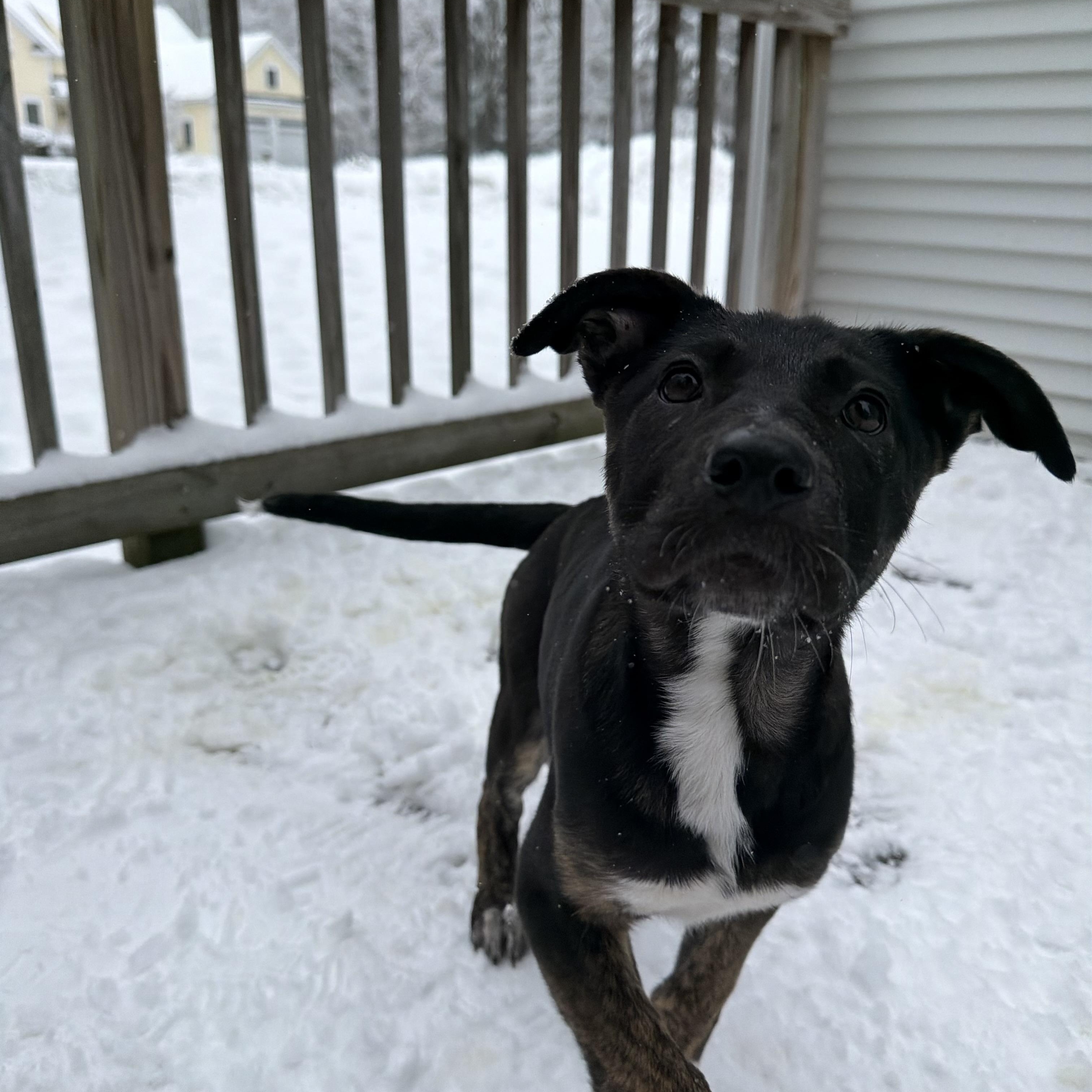 Angelica, adopted, Puppy Female Shepherd.