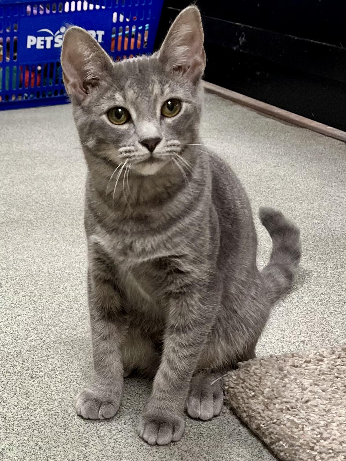 Chipotle, Adoptable, Young Female Tabby.