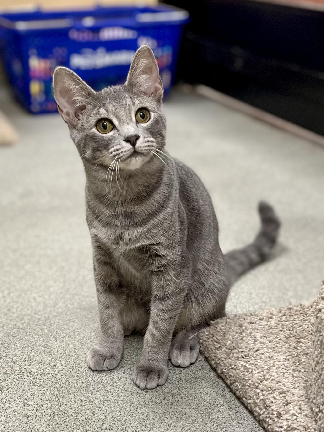 Enlarge Chipotle, a Adoptable mixed breed in Snellville, GA image 3/6