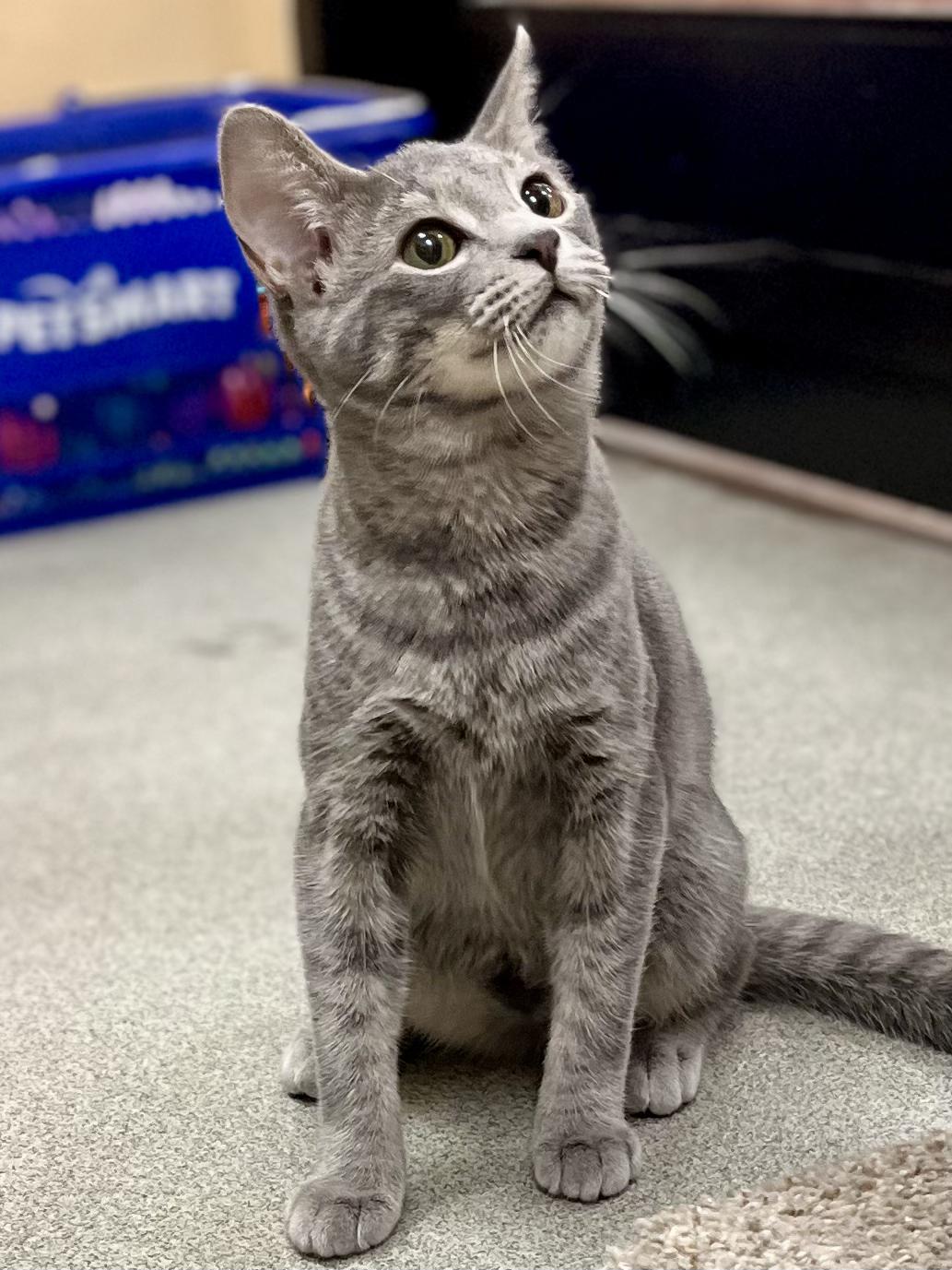 Enlarge Chipotle, a Adoptable mixed breed in Snellville, GA image 5/6