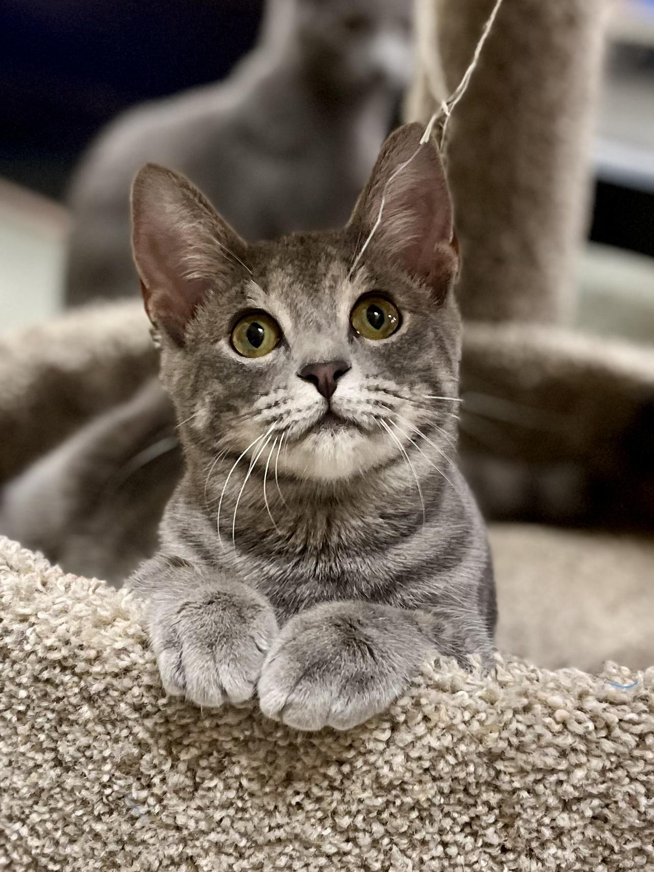 Enlarge Chipotle, a Adoptable mixed breed in Snellville, GA image 2/6