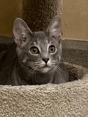Enlarge Chipotle, a Adoptable mixed breed in Snellville, GA image 6/6