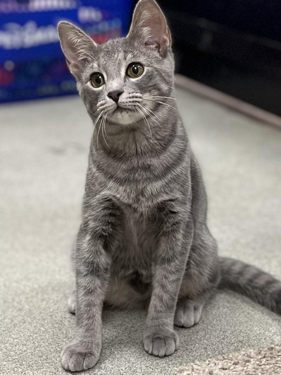Enlarge Chipotle, a Adoptable mixed breed in Snellville, GA image 4/6